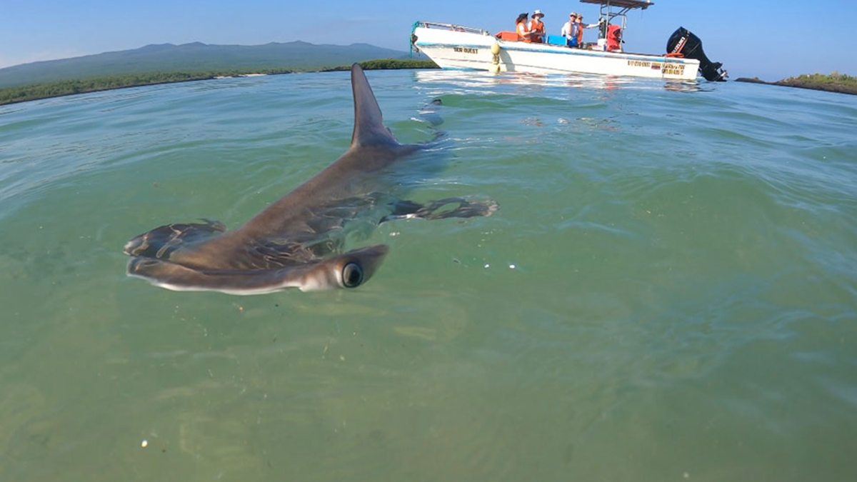 Hammerhead shark swimming toward camera with researchers on a white boat watching in the background.